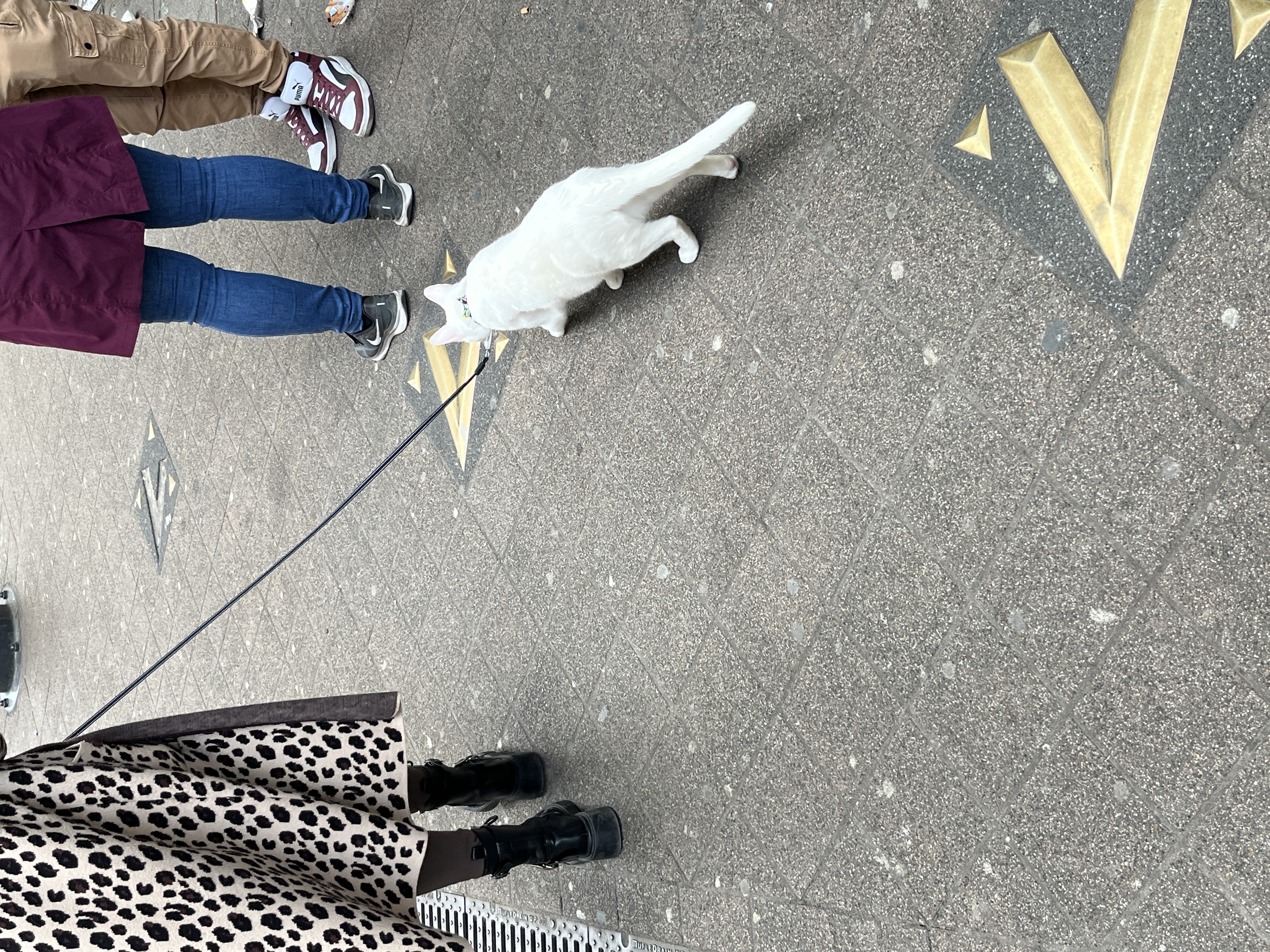 Cat on a leash in Budapest