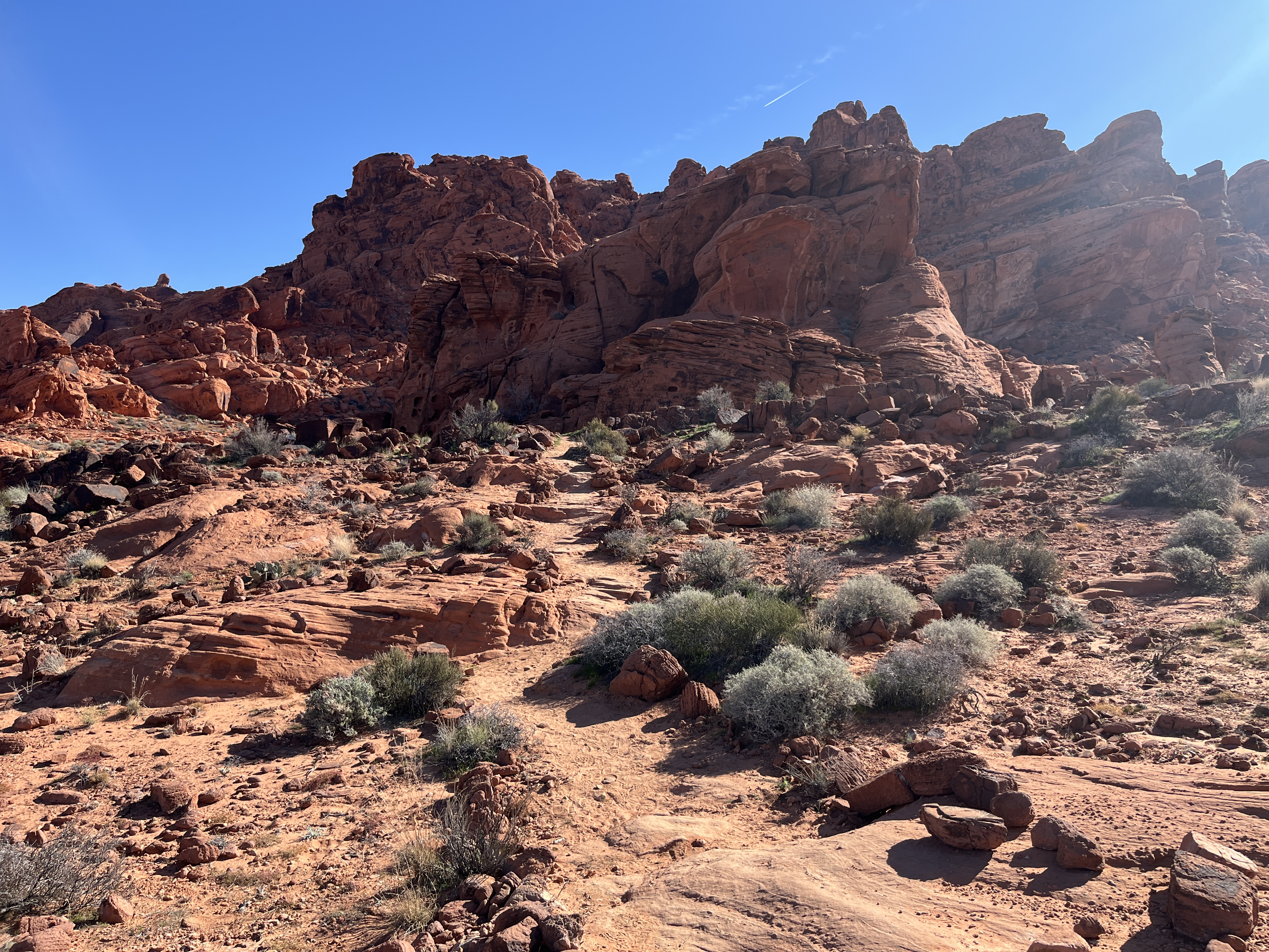Valley of Fire Shrubbery