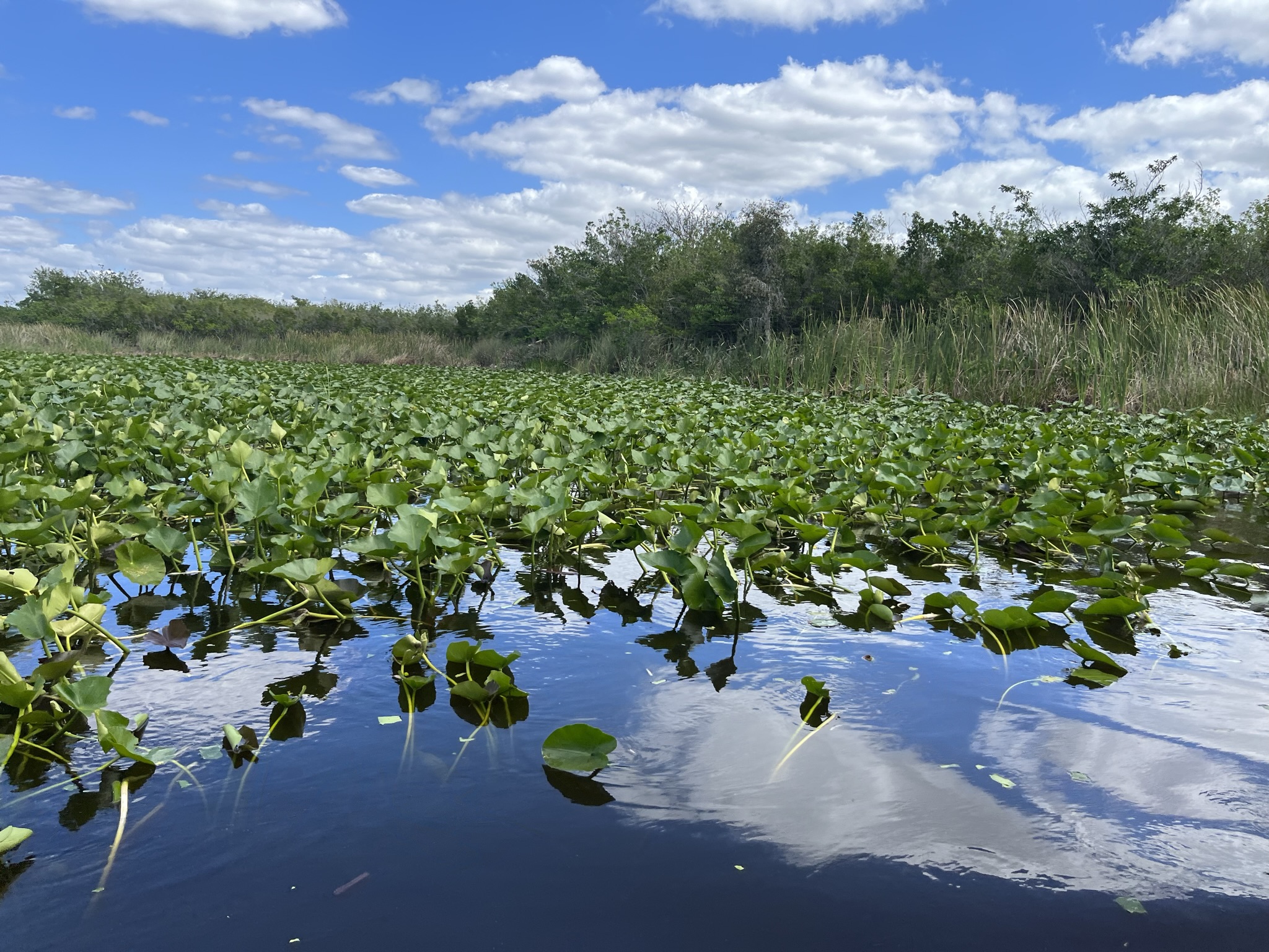 Everglades