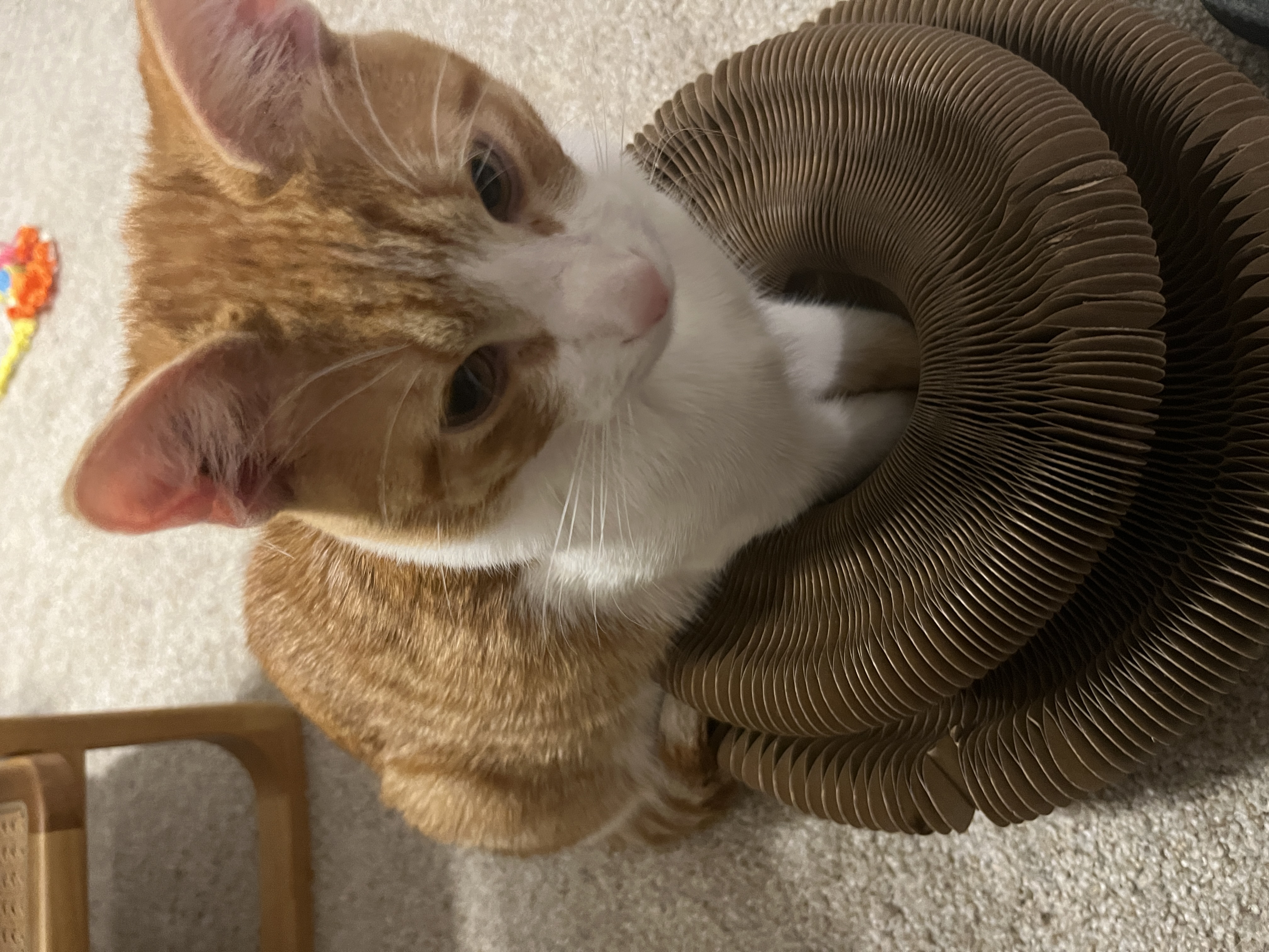 Gobby looking at history books