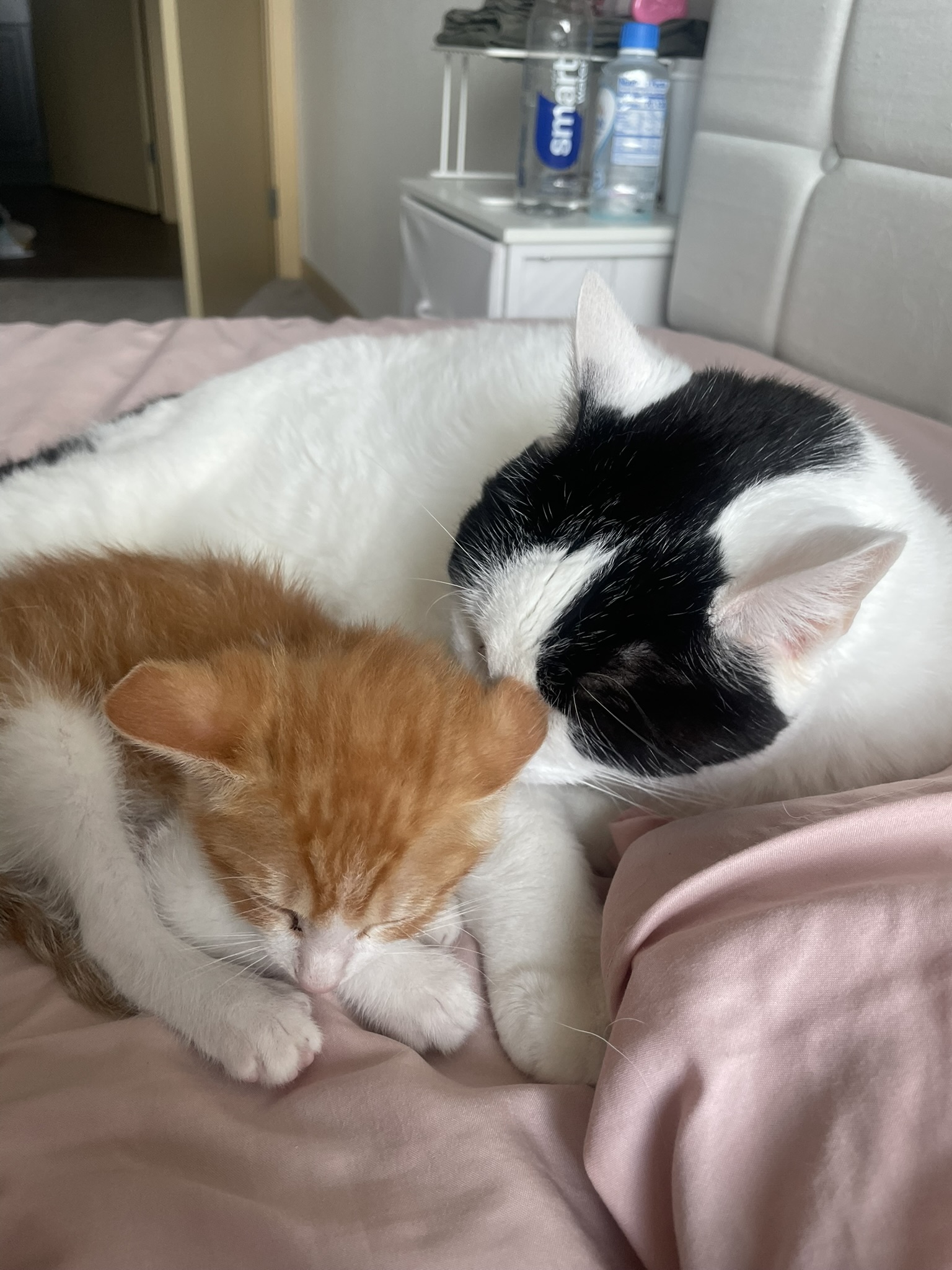 Gobby and Moo snuggling