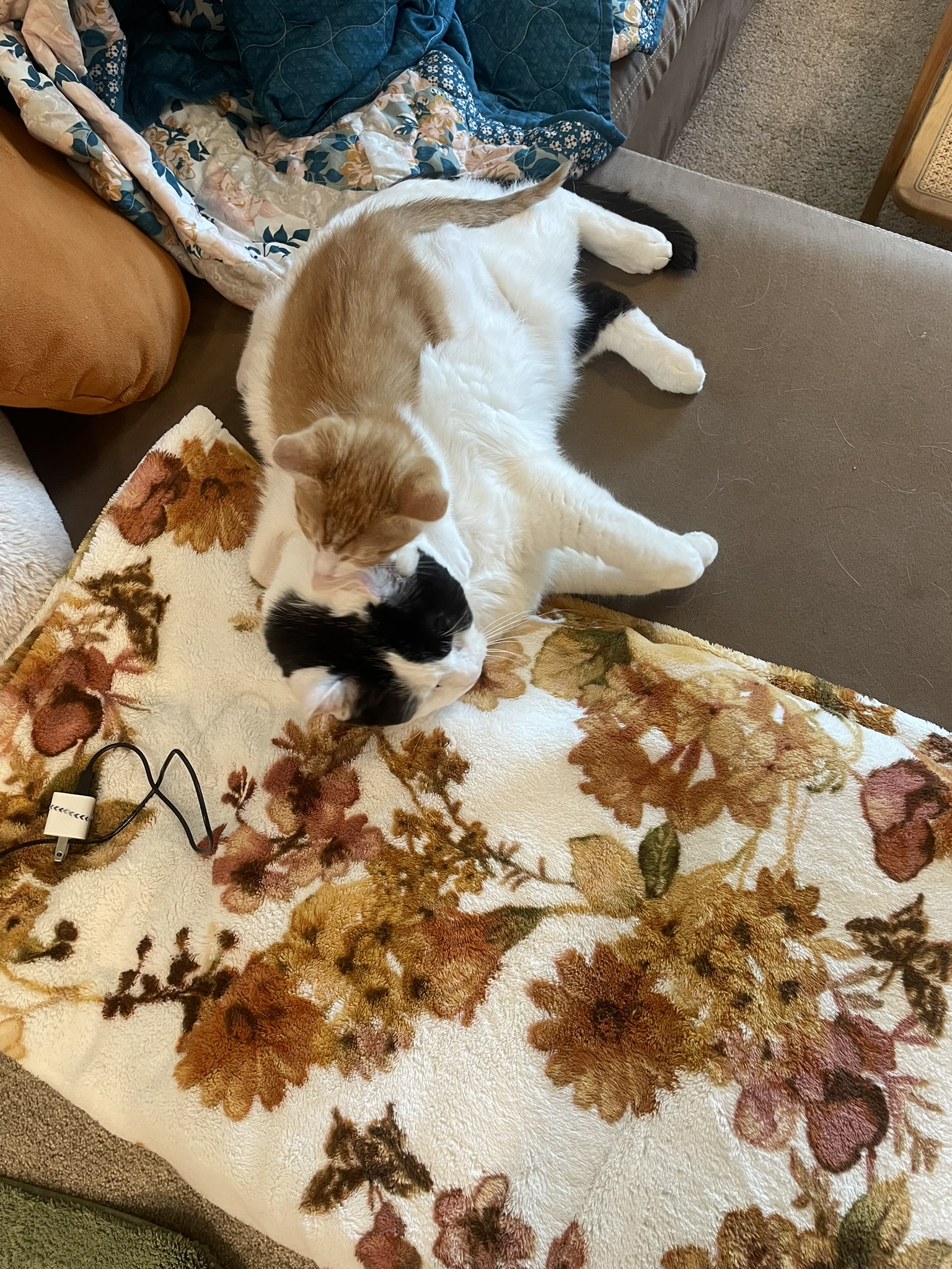 Gobby sitting on Moo