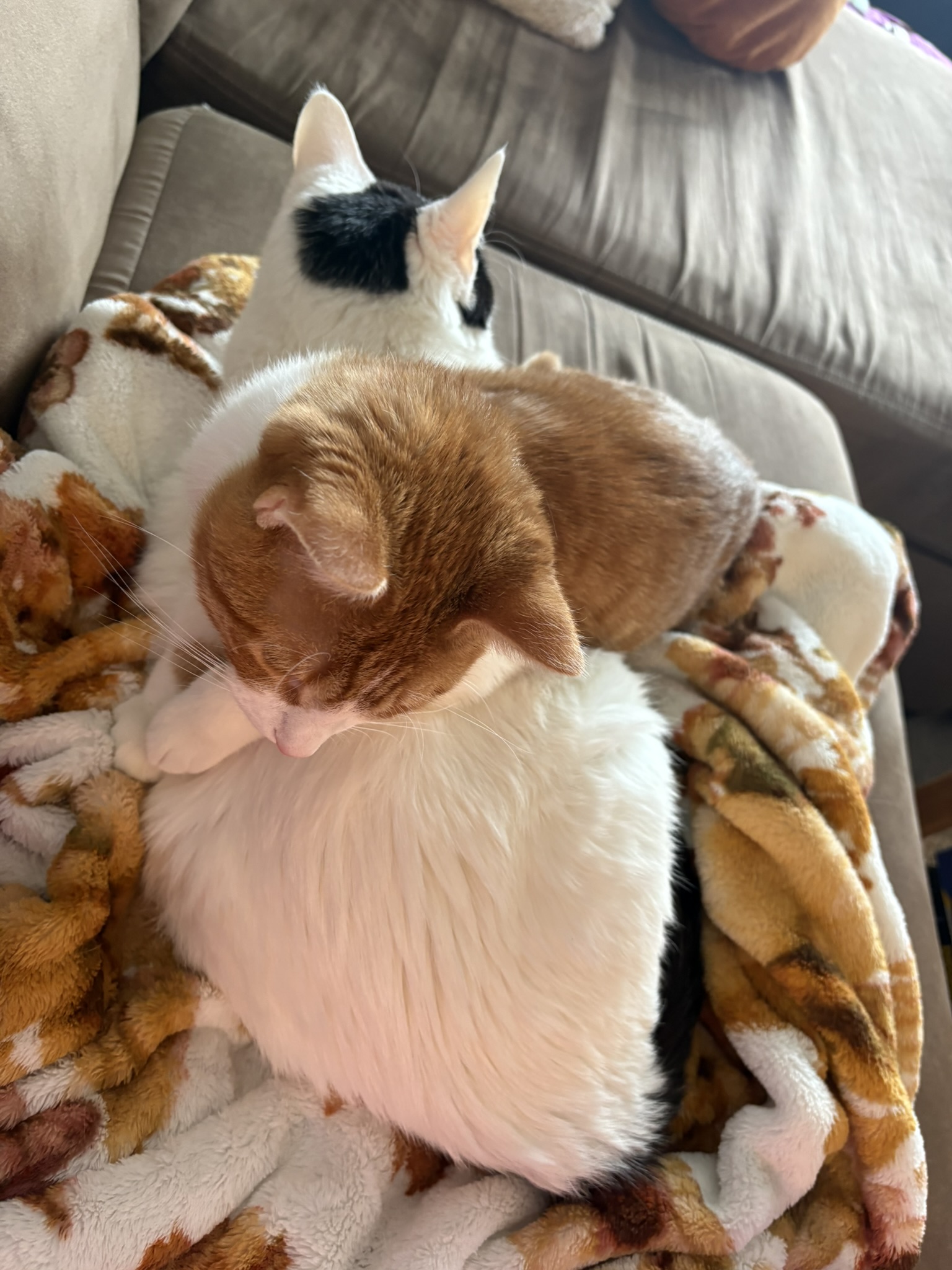 Gobby and Moo together