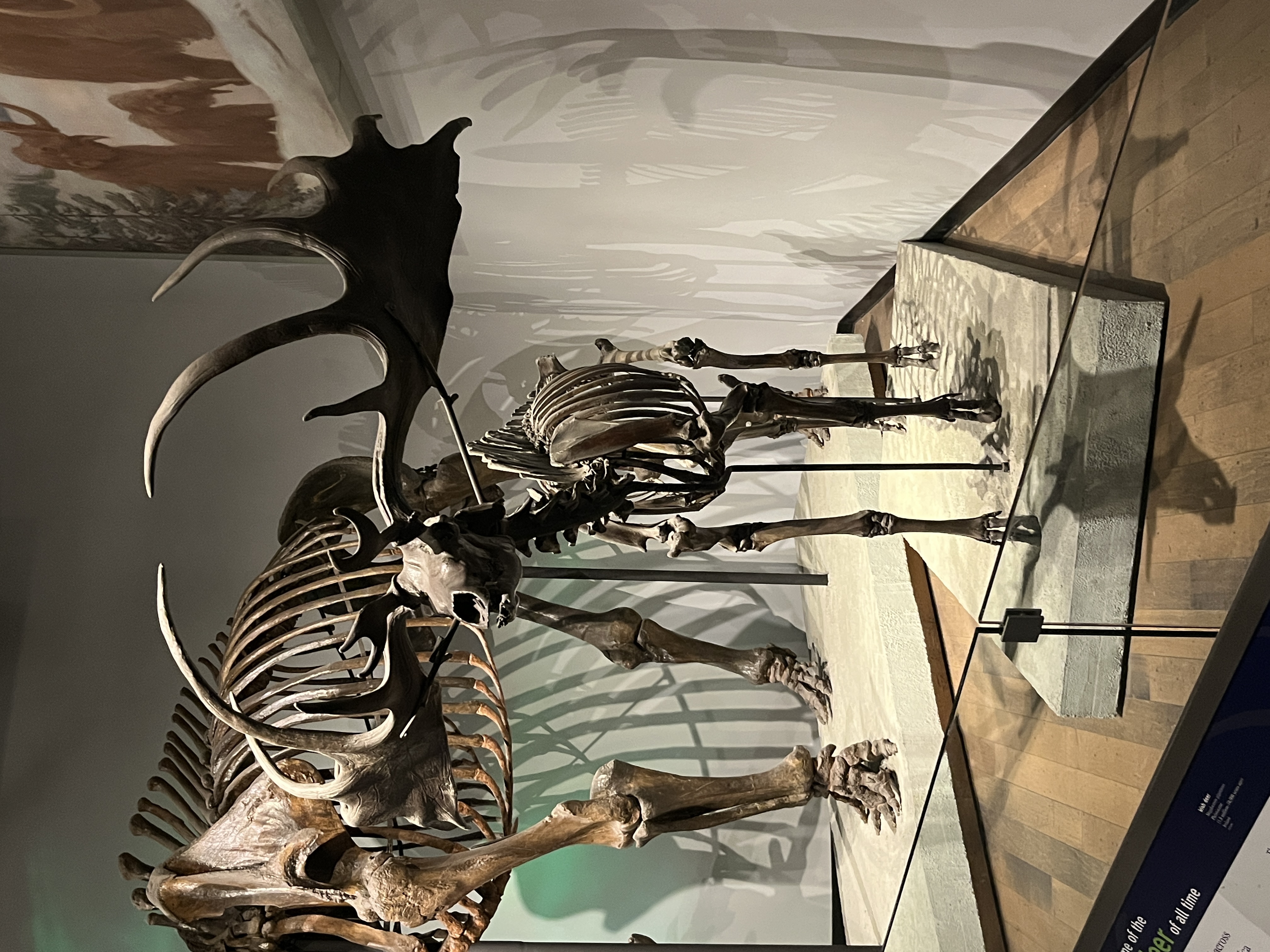 Irish Elk fossil skeleton
