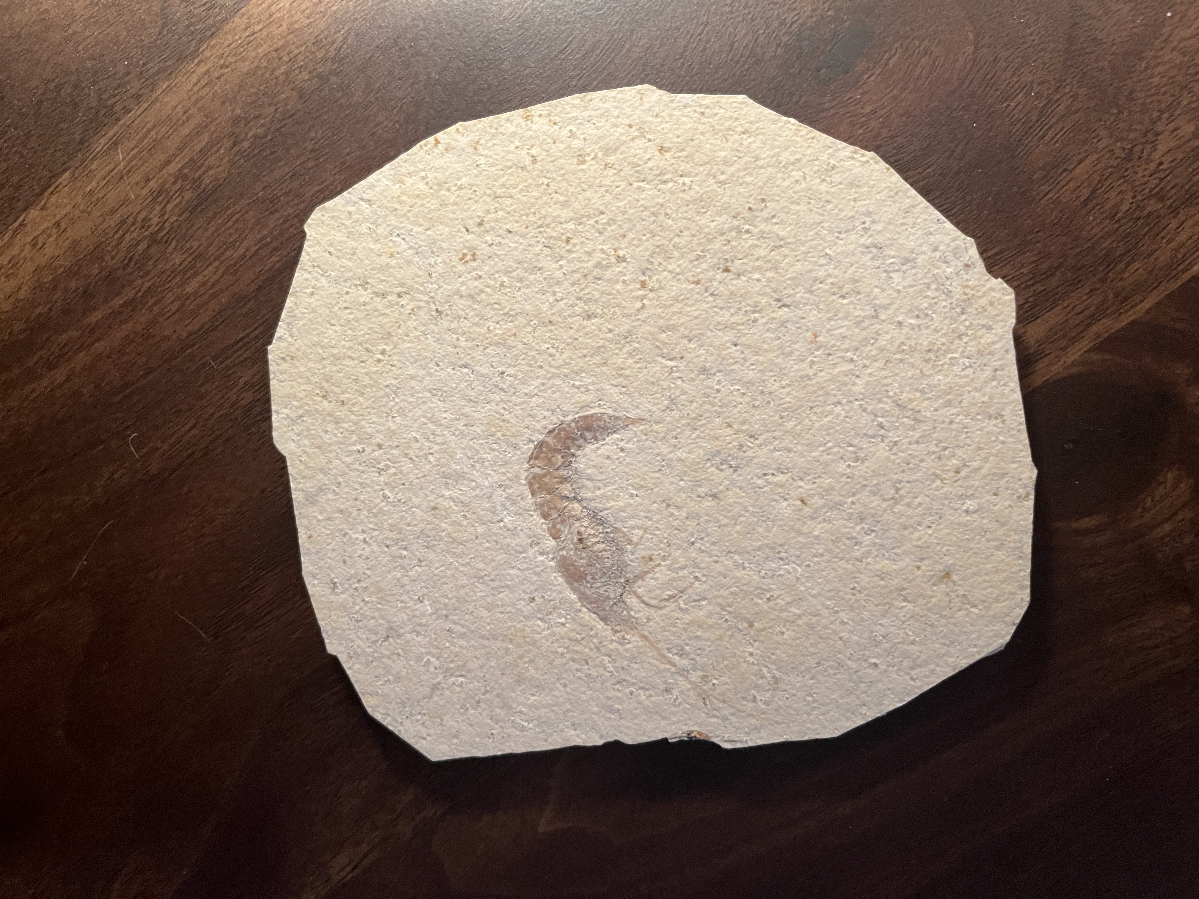 Shrimp fossil from the Jurassic period