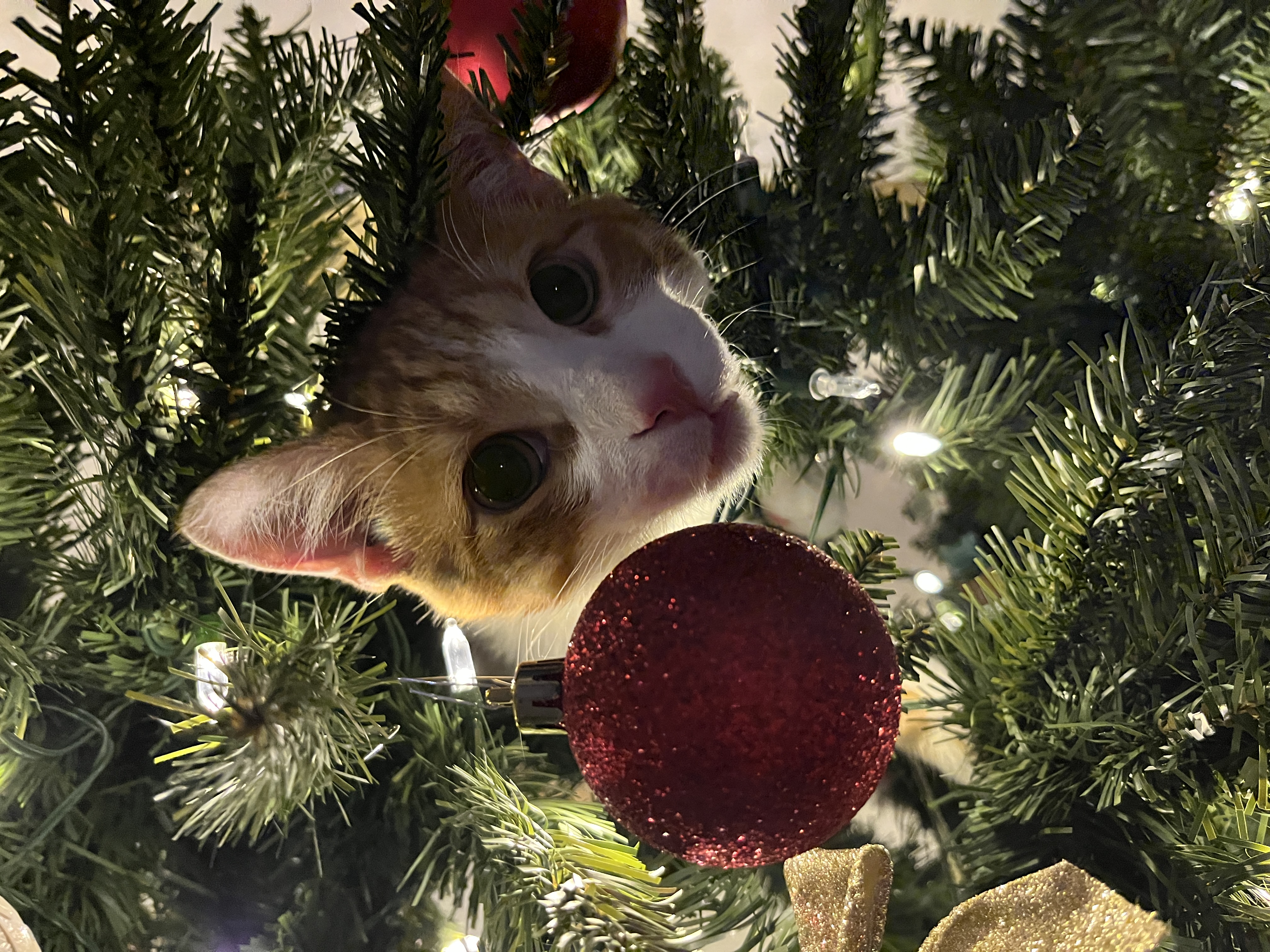 Gobby Looking for His Presents