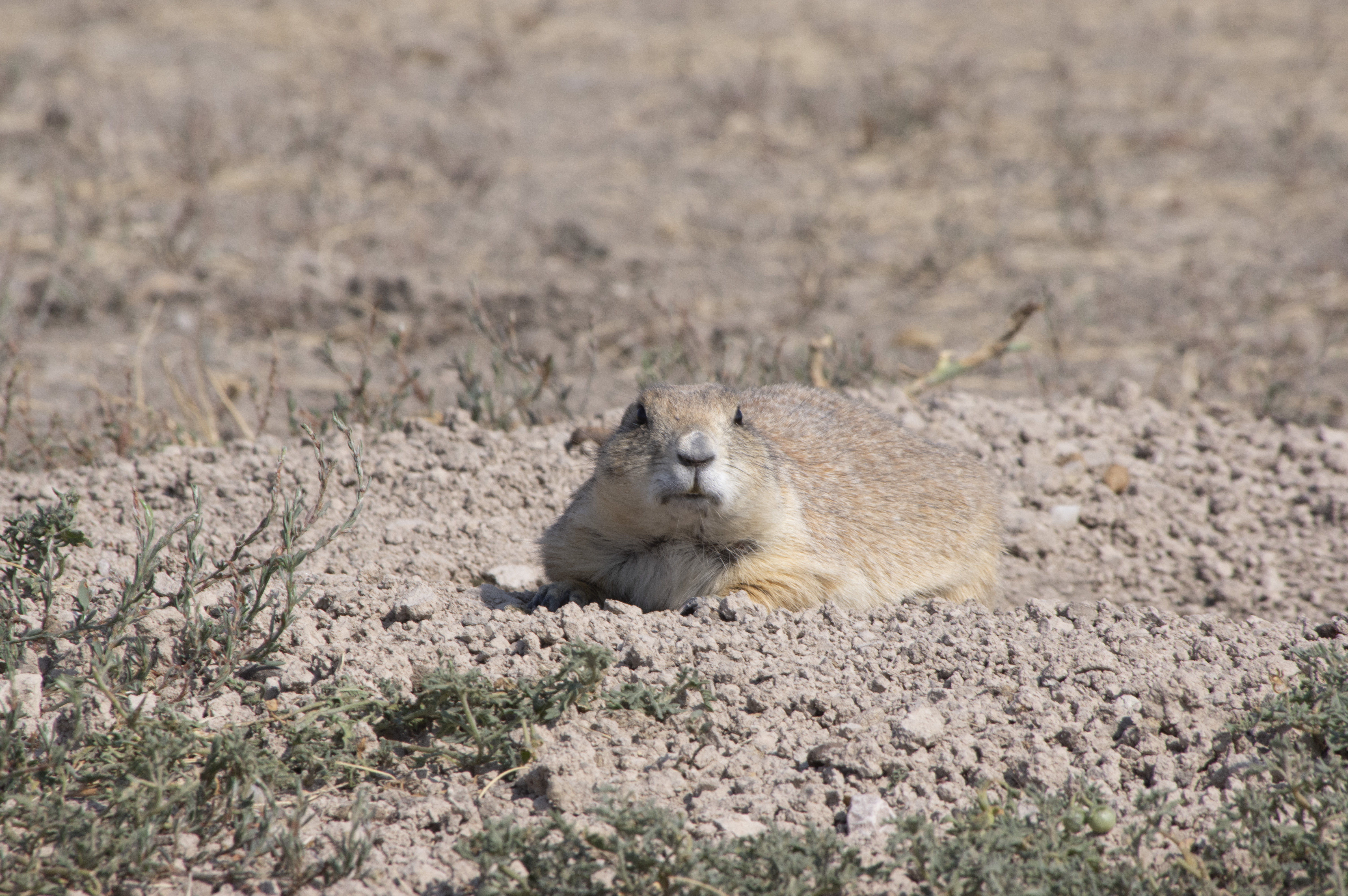 Prairie dog in South Dakota