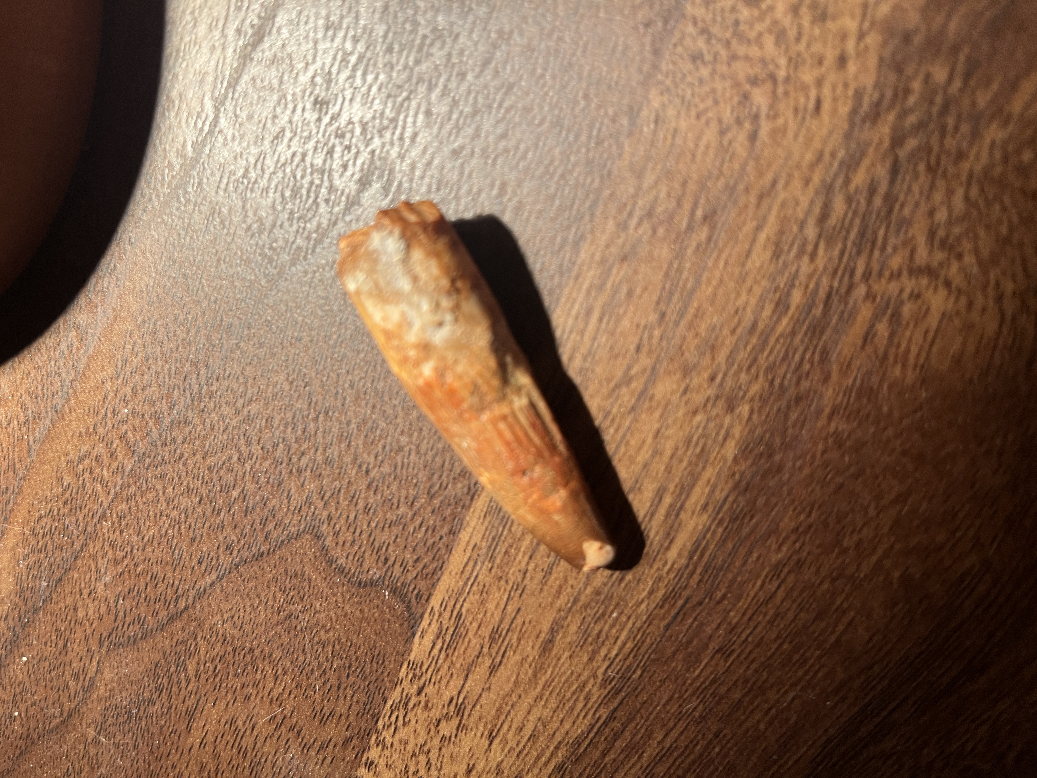 Spinosaurus tooth fossil